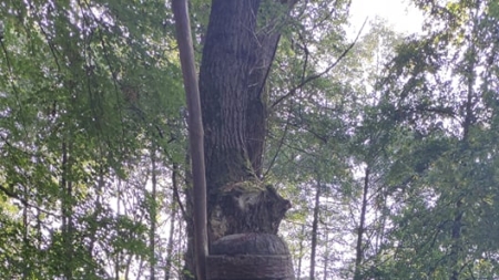 Drewniane rzeźby w Parku Juliana Fałata w Bystrej fot. Paulina Daczkowska, ARR S.A.