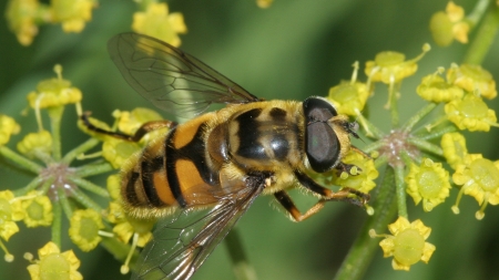 Myathropa florea, Anevrisme, CC BY 2.5