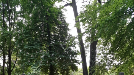 Stary Cmentarz w Rzeszowie, fot. Anita Drąg-Rutkowska, Podkarpacka Komisja Filmowa