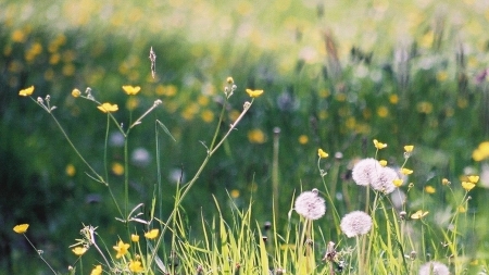Close-up of a flower meador including dandelion clocks, Sudzie, CC BY-SA 4.0
